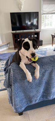 Zoom Room Dog Training