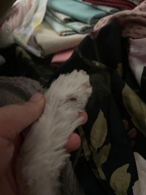 Awash & Groom Pet Services