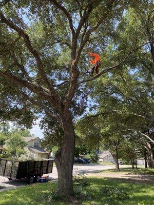 Mena Tree Service