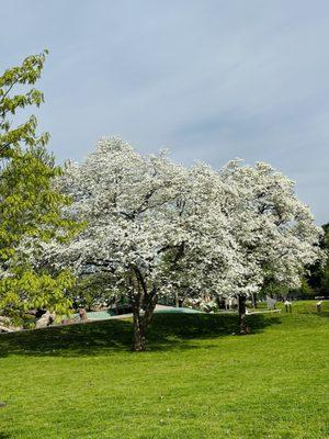 Cushing Memorial Park