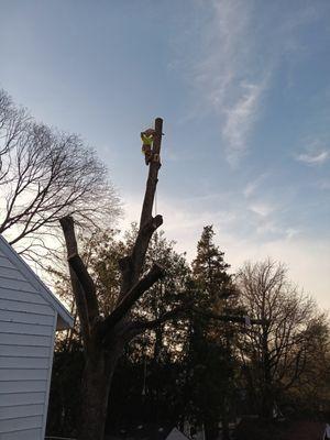 Muolo's Tree Service