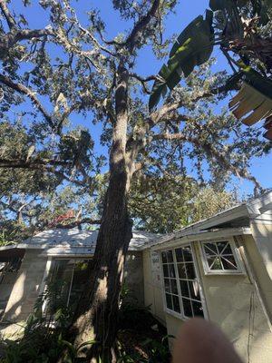 Buccaneer Tree Service