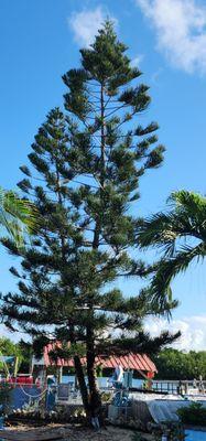 Tim Matthews Tree & Landscape