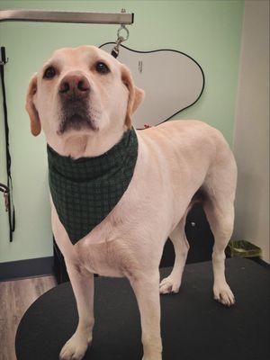 A freshly groomed lab named Ridge