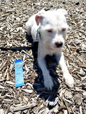 Caitlin also does well with our 17 month old dog.