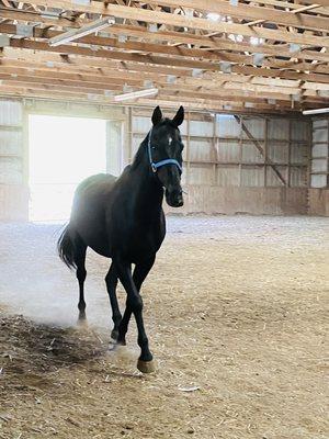 Midnight Mountain Stables