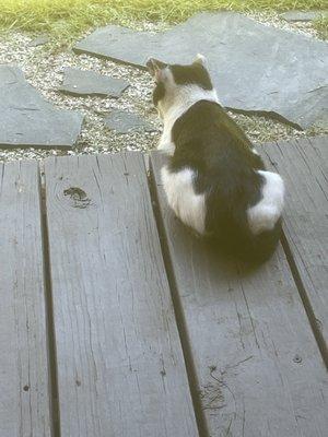 Santee Animal Hospital