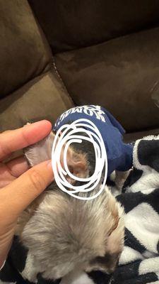 Doggy Stylz Pet Grooming