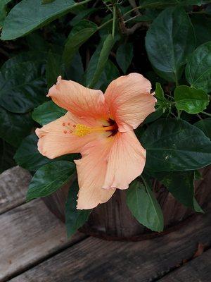 Adam's cleaning lady's