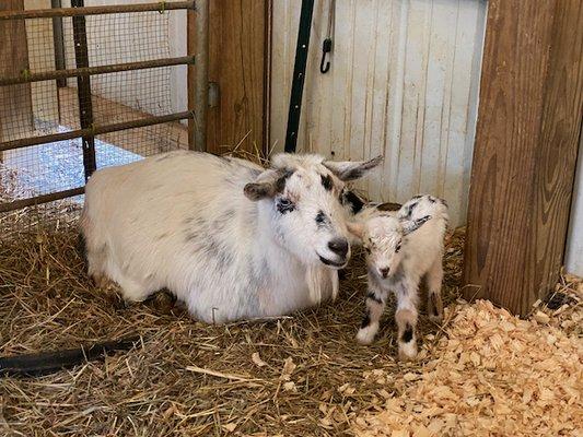 New mom with baby buckling