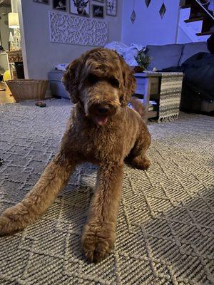 Charlie, after his handsome haircut at Bugsy's Grooming!!