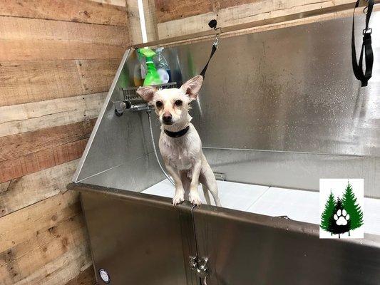 Vinny loves his spa day!