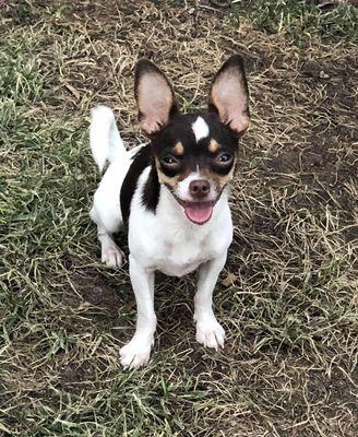 Bark Busters Home Dog Training - Houston