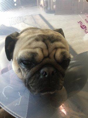 Missy following surgery.