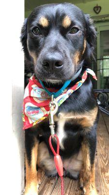 Lowell Road Veterinary Center