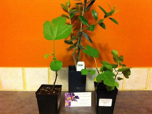 Orchid Growers Outlet