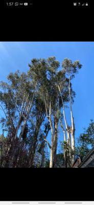 Tree Service Alarcon