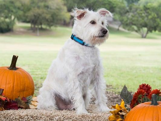 Emerson Errand Services