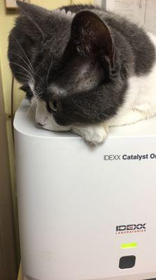 Eastside Animal Hospital