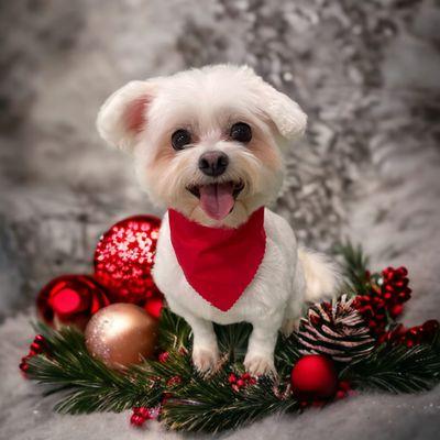 All clean for Santy Paws