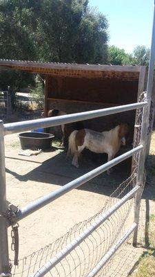 Cherry ave Horse Boarding