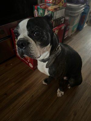 This is our beloved dog