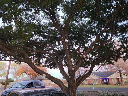 Sanchez Tree Service