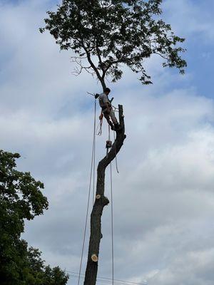 Gorilla Tree Service