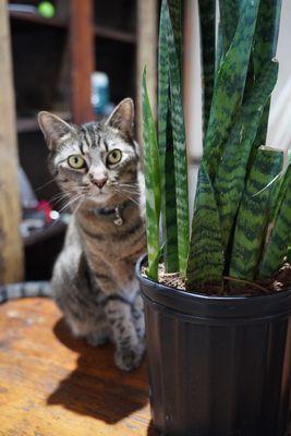 Variegata Exotic Plants