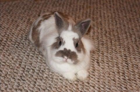 Comfy Critters Pet and Home Sitting