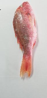 Prime Coastal Seafood