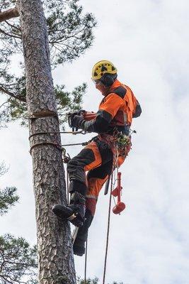 Timothy Coolbaugh Tree Climber
