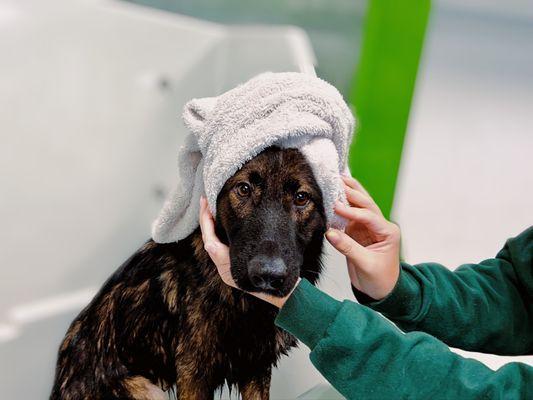 Happy Dog Resort