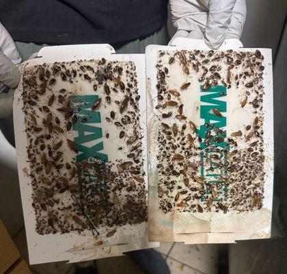 AAA Plus Pest Control