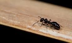 Nature's Own Pest & Lawn Services