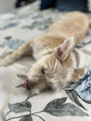 Jubilee's Pet Parlor