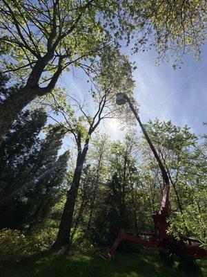 Quality Tree Service & Landscaping