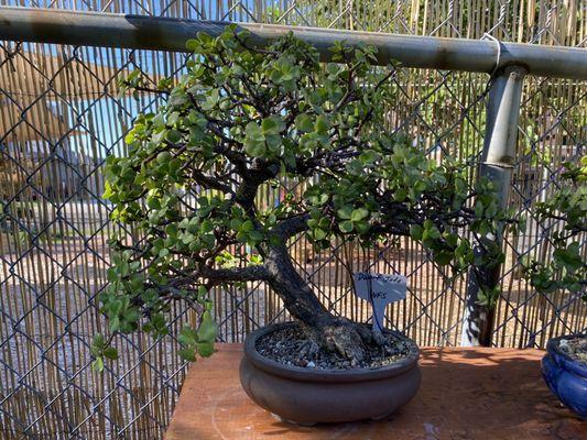 Dwarf Jade, informal upright (pretty rare styling for a jade)
