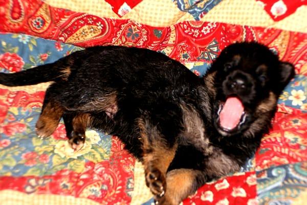 Burg-Wächter German Shepherds