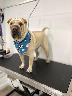 Kira's Pet Grooming & Spa