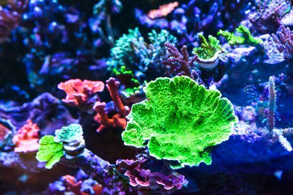 Gateway Aquatics