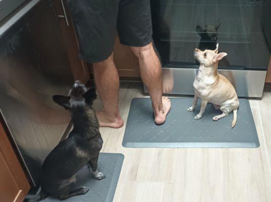 Mesquite Veterinary Hospital