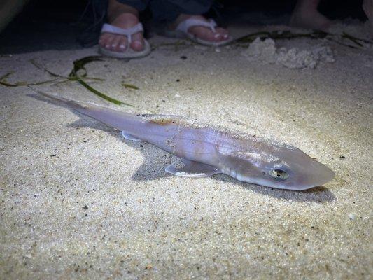 Seen washed up on the shore.