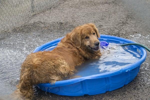 Outside play area in Cedar City Dog Boarding at www.redrovertreat.com