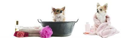 Pampered Pooches Pet Spa