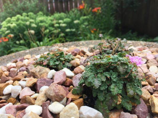 The Garden Fairy RVA