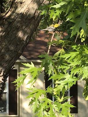 Horticultural Consultants