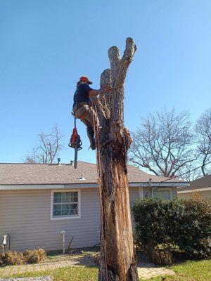 Gulf Coast Tree Removal