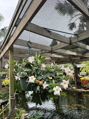 Laurel's Oaks Plants & Tree Farm