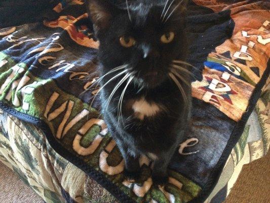 Advanced Veterinary Care Center